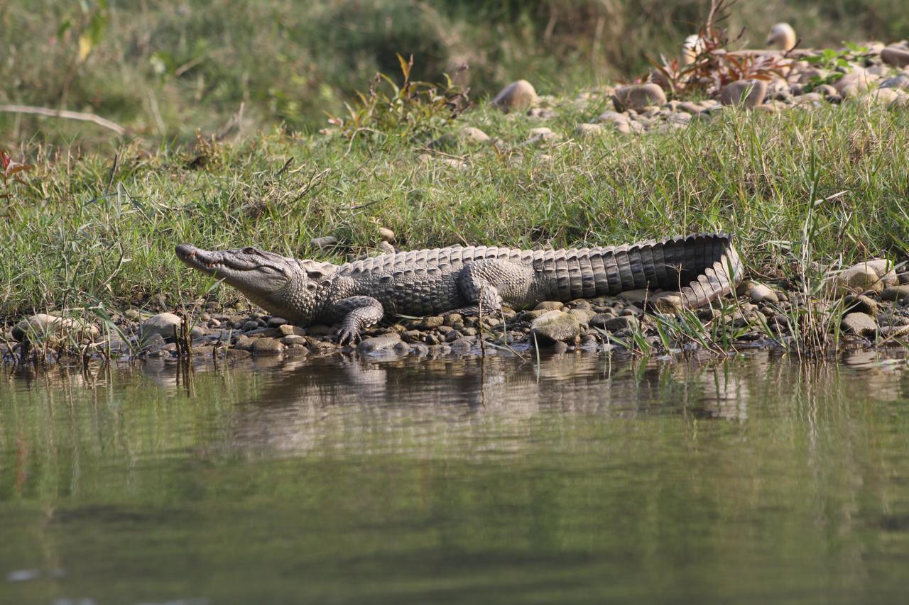 Rhino Land Jungle Lodge Sauraha Luaran gambar