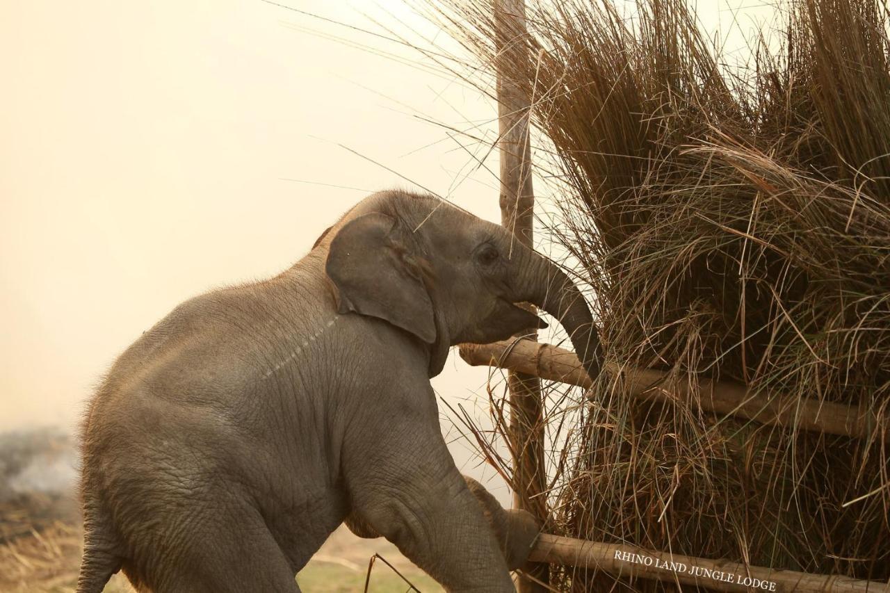 Rhino Land Jungle Lodge Sauraha Luaran gambar