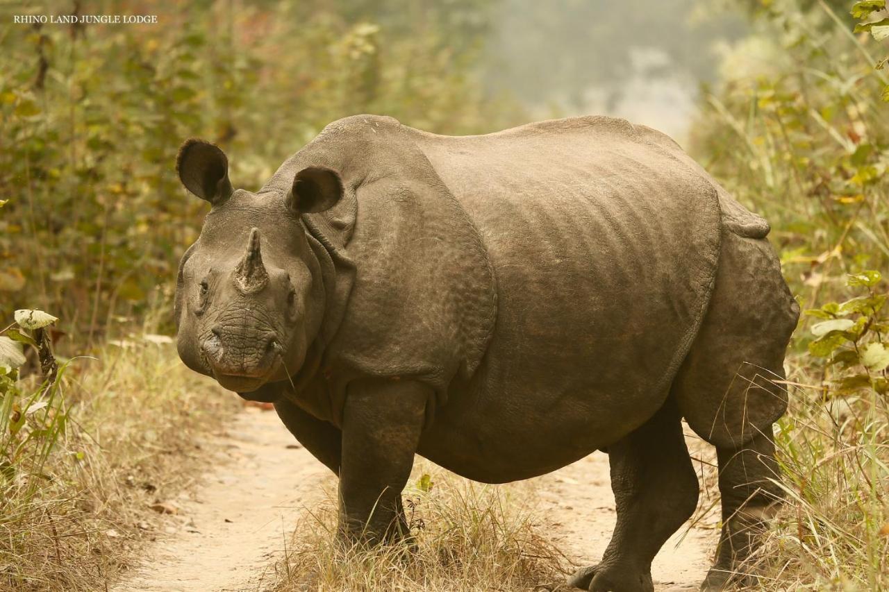 Rhino Land Jungle Lodge Sauraha Luaran gambar